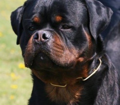 Permanent Link to CH. LUCKY KINDERS ROYAL ROTT