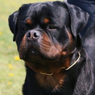 Permanent Link to CH. LUCKY KINDERS ROYAL ROTT