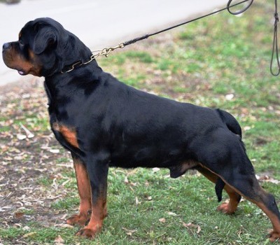 Permanent Link to CH. ARLOS MAJESTIC ROTT
