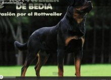 Permanent Link to Rottweiler de Bedia